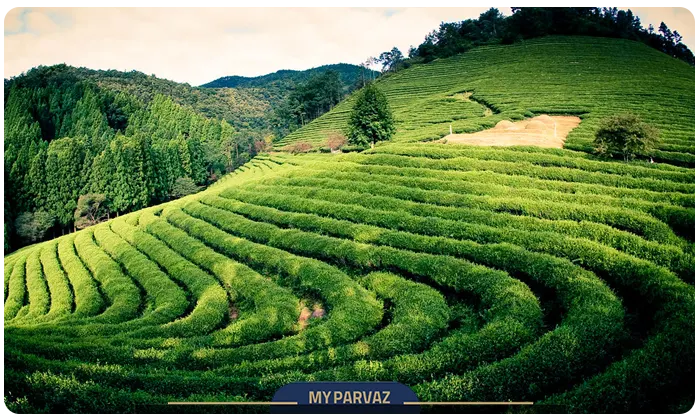 Busung Green Tea Farm, South Korea